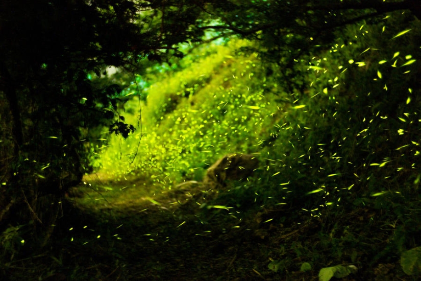fireflies in the forest fireflies in the forest