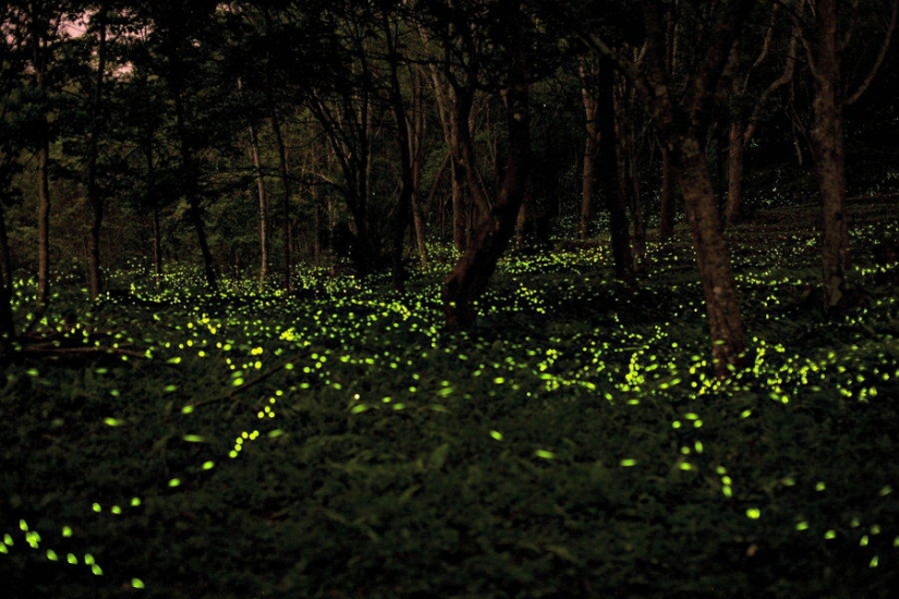 fireflies in the forest fireflies in the forest