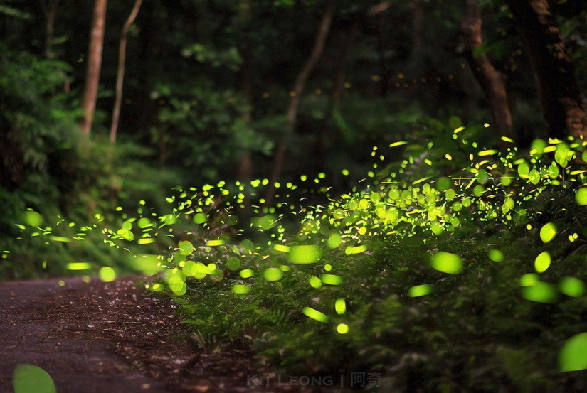 fireflies in the forest fireflies in the forest