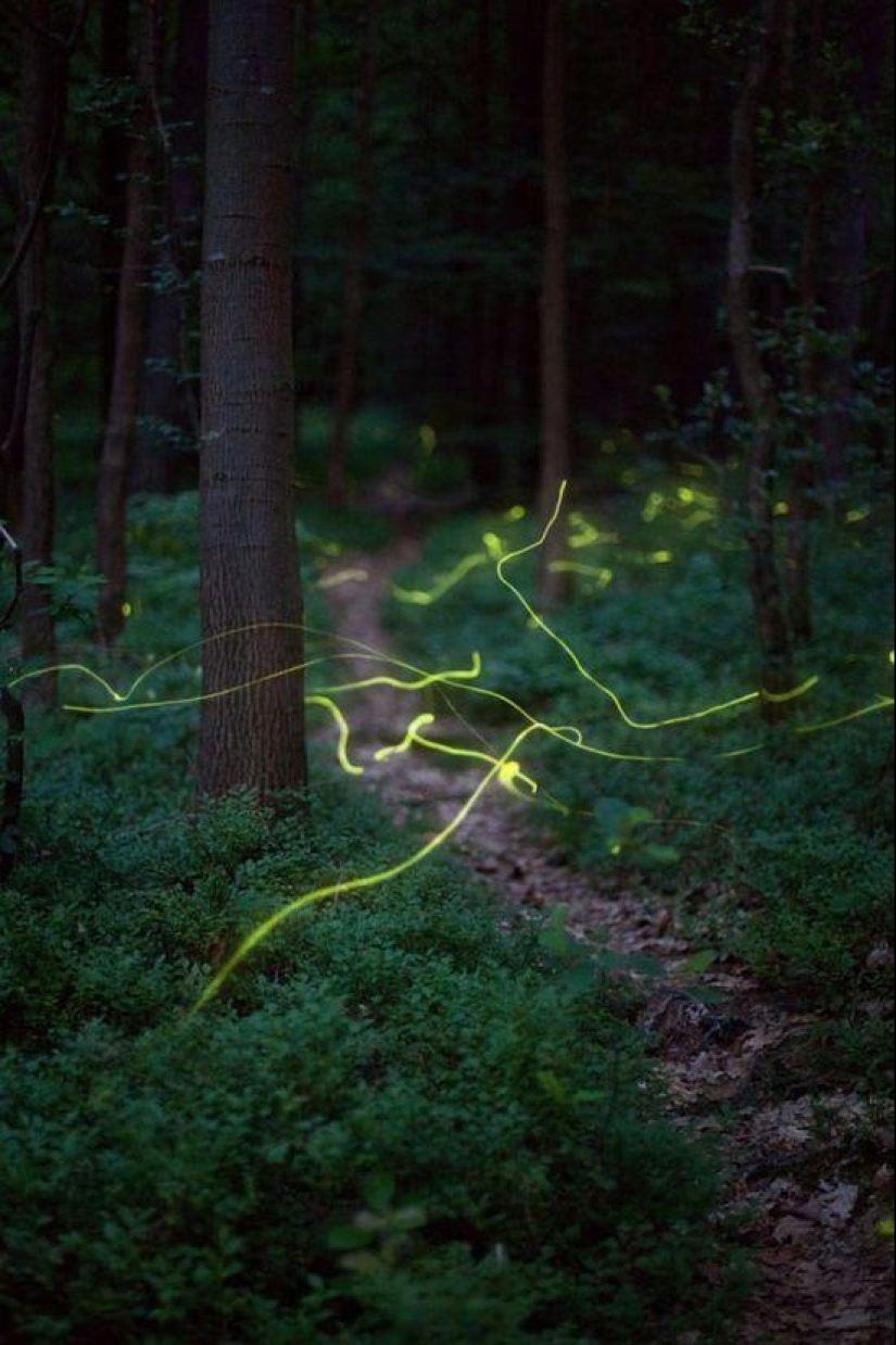 fireflies in the forest fireflies in the forest