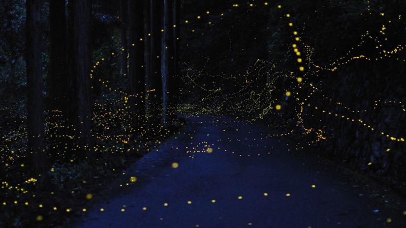 fireflies in the forest fireflies in the forest