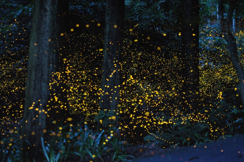 fireflies in the forest fireflies in the forest