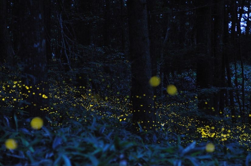 fireflies in the forest fireflies in the forest