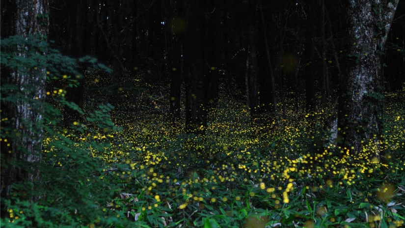 fireflies in the forest fireflies in the forest
