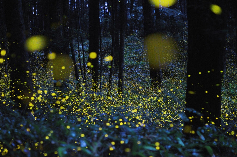 fireflies in the forest fireflies in the forest