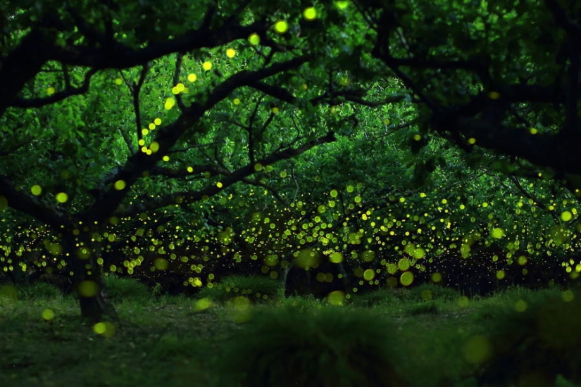 fireflies in the forest fireflies in the forest
