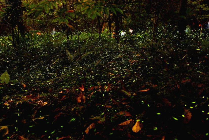 fireflies in the forest fireflies in the forest