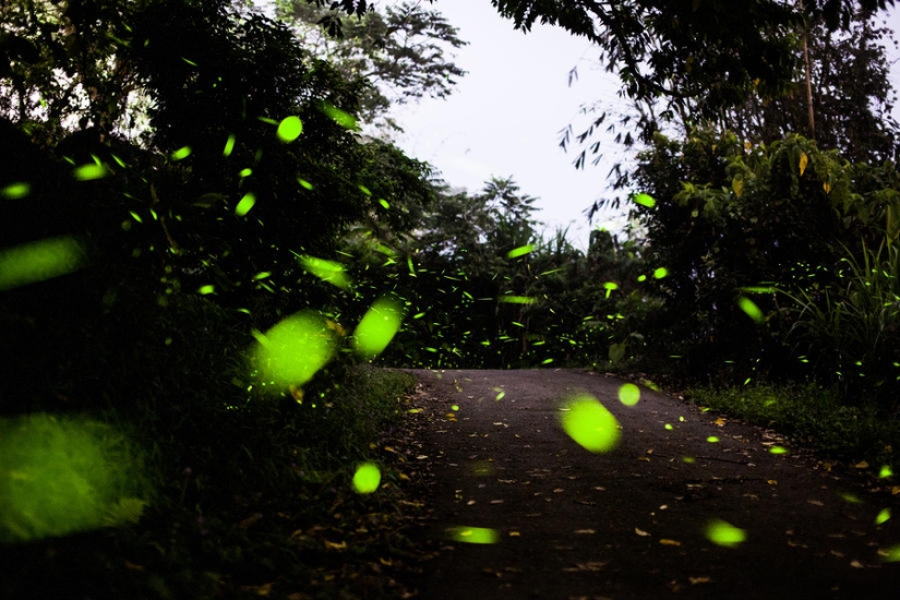 fireflies in the forest fireflies in the forest