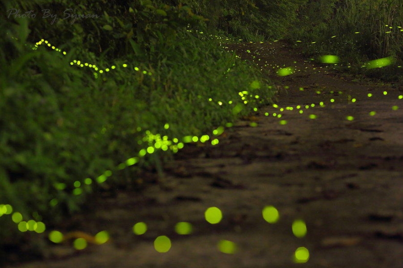 fireflies in the forest fireflies in the forest