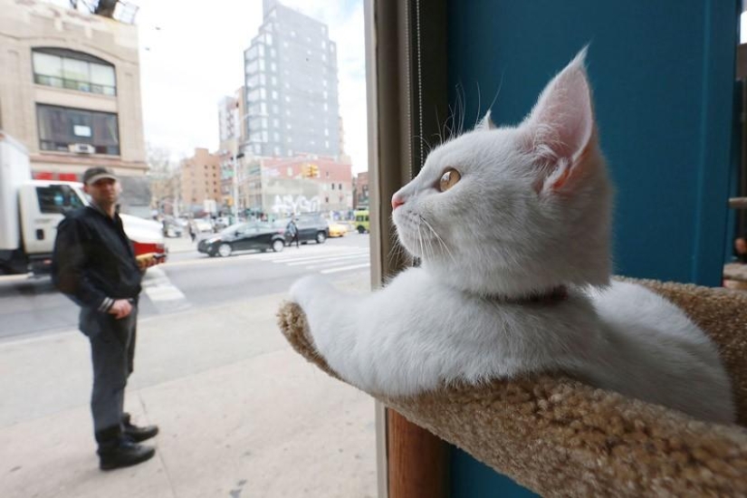 First cat cafe opens in New York