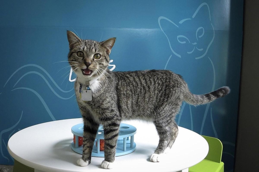 First cat cafe opens in New York