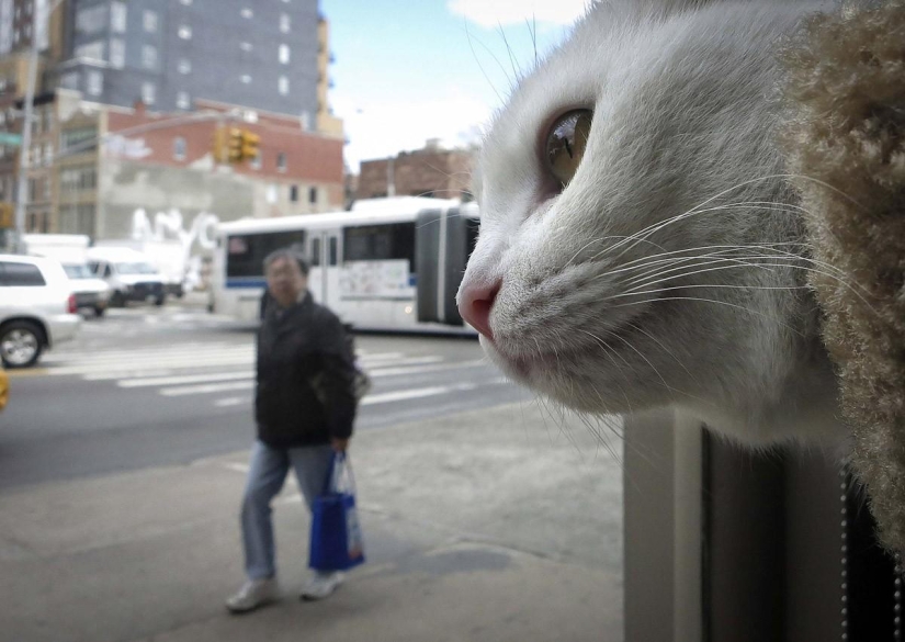 First cat cafe opens in New York