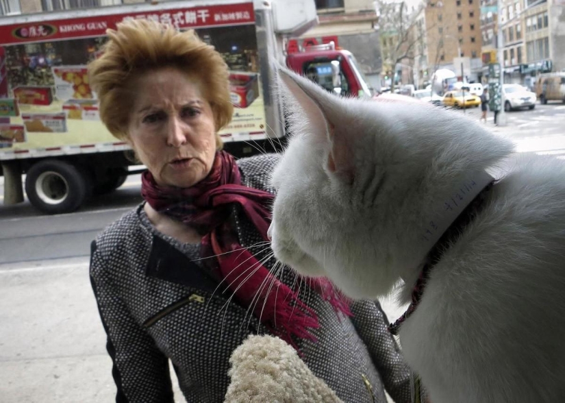 First cat cafe opens in New York