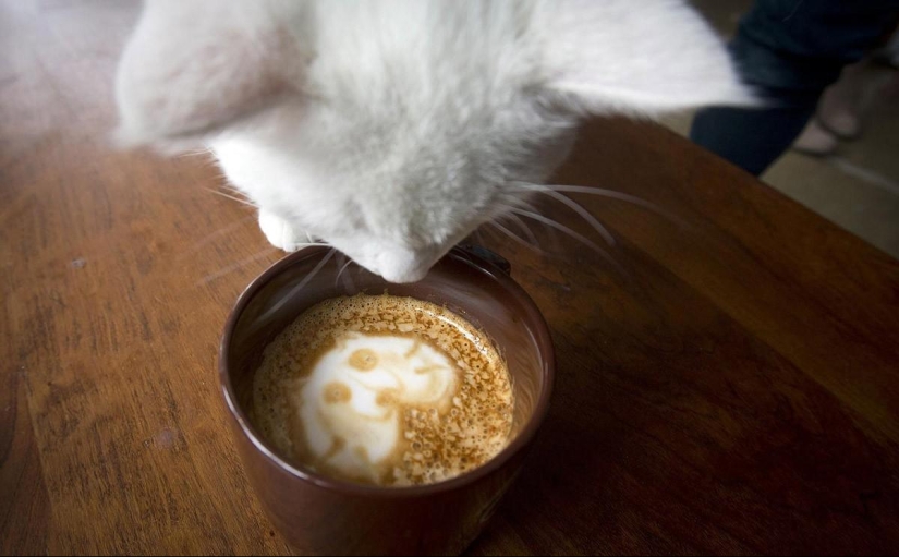 First cat cafe opens in New York