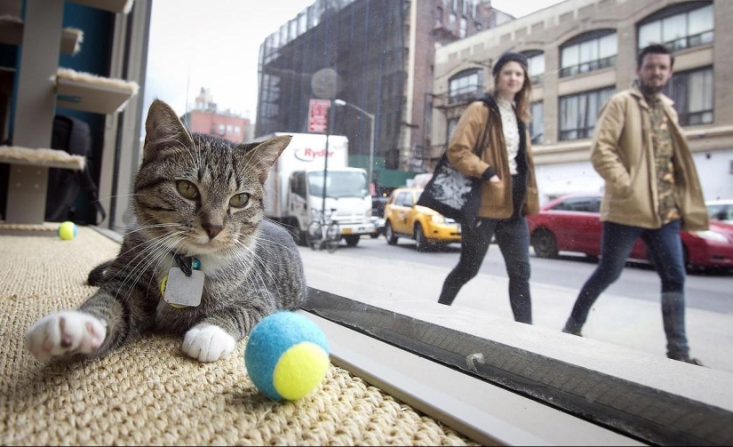 First cat cafe opens in New York