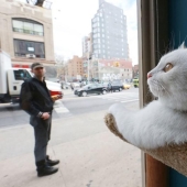 First cat cafe opens in New York