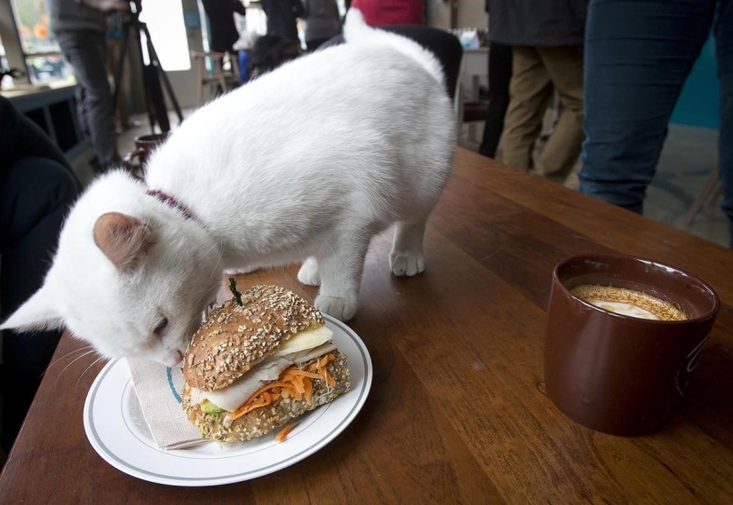 First cat cafe opens in New York
