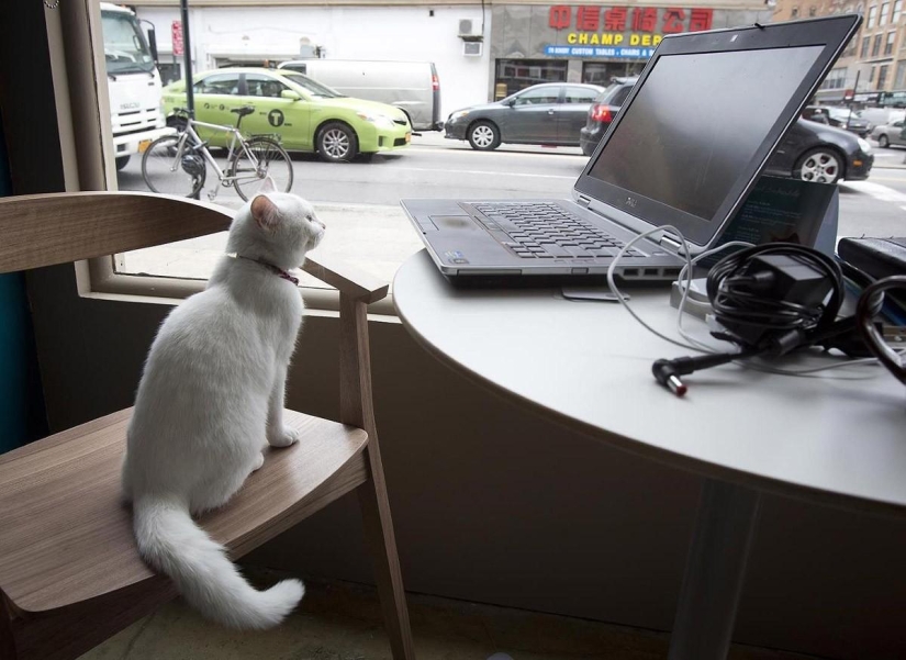 First cat cafe opens in New York