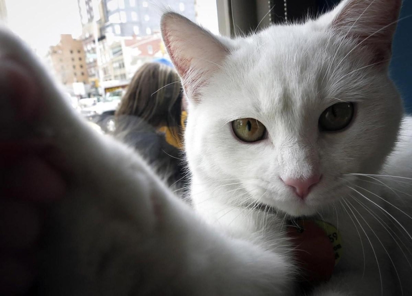 First cat cafe opens in New York