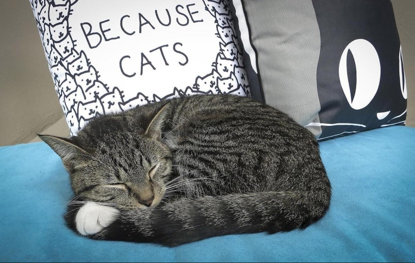 First cat cafe opens in New York