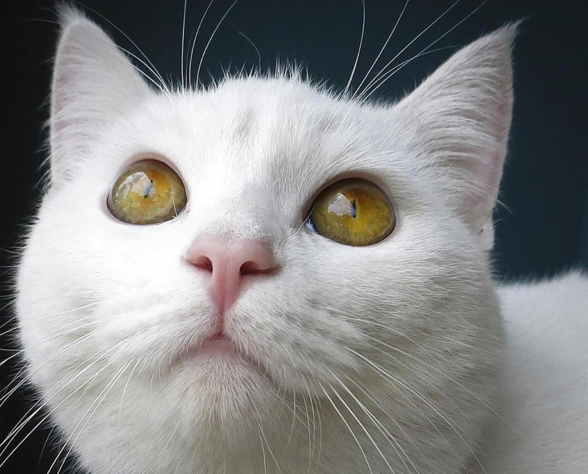 First cat cafe opens in New York