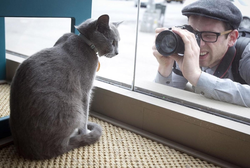 First cat cafe opens in New York