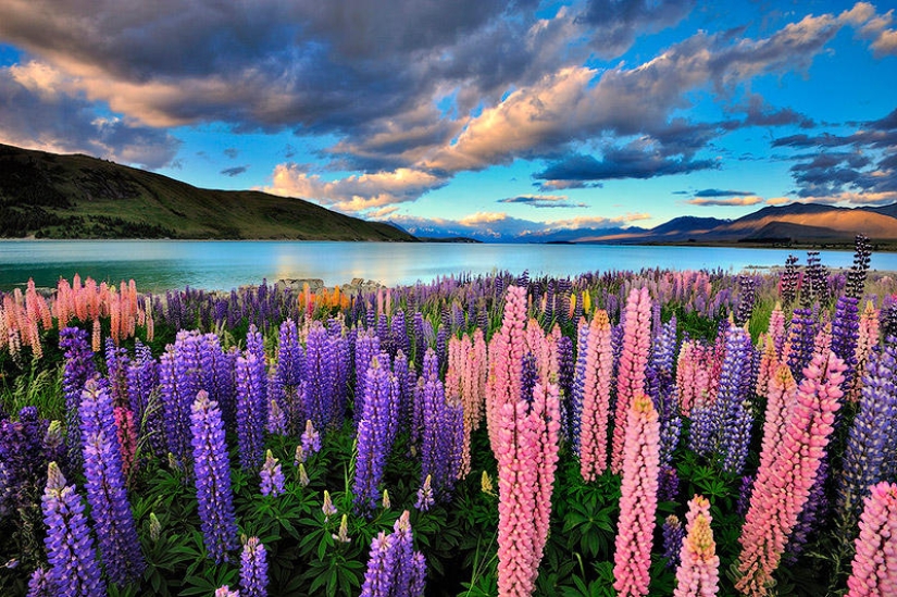 Floración colorida del lupino en el lago Tekapo