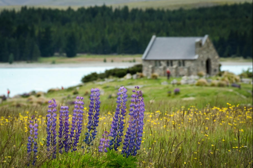 Floración colorida del lupino en el lago Tekapo