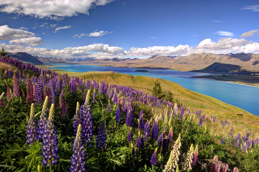 Floración colorida del lupino en el lago Tekapo