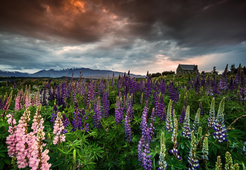 Floración colorida del lupino en el lago Tekapo