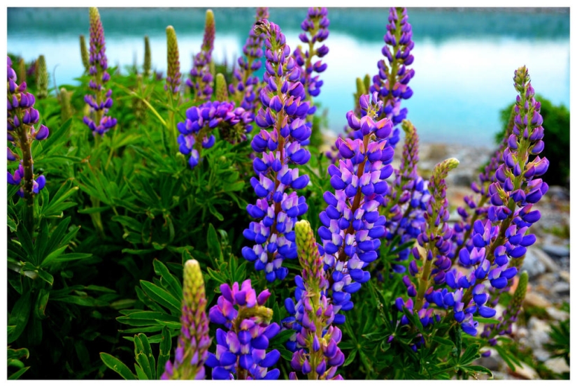 Floración colorida del lupino en el lago Tekapo