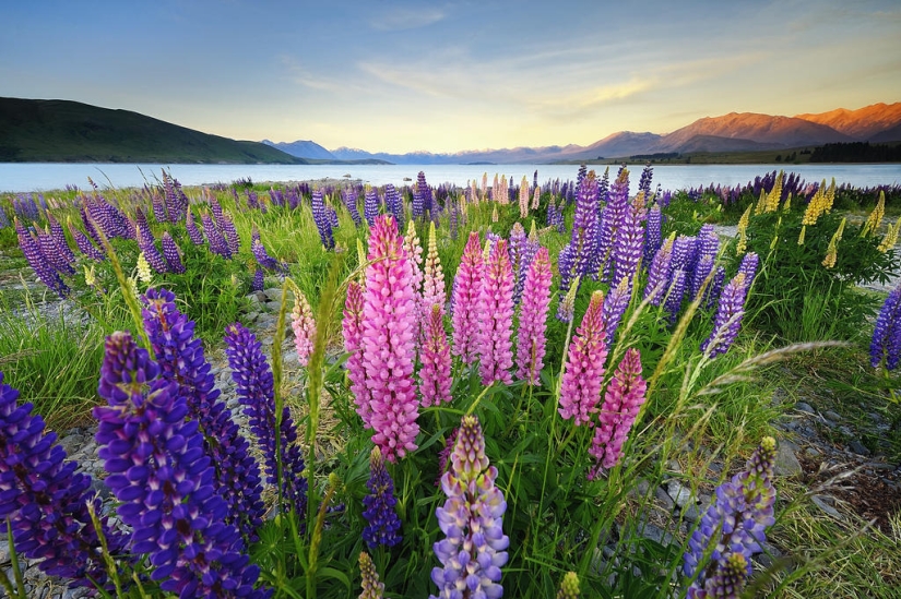 Floración colorida del lupino en el lago Tekapo