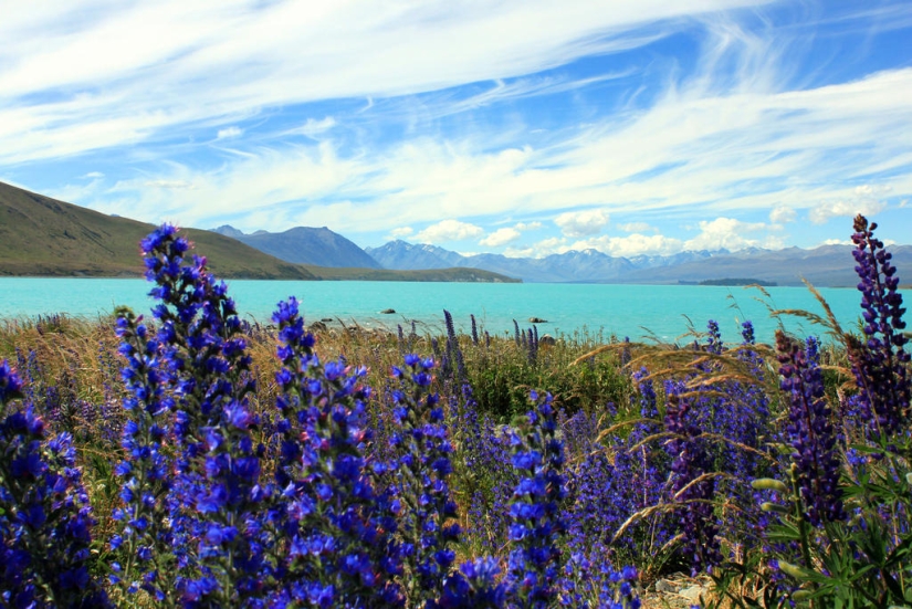 Floración colorida del lupino en el lago Tekapo