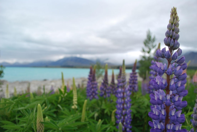 Floración colorida del lupino en el lago Tekapo
