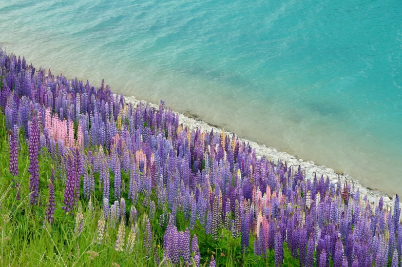 Floración colorida del lupino en el lago Tekapo