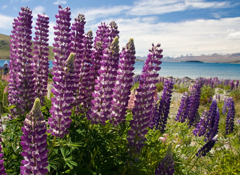 Floración colorida del lupino en el lago Tekapo