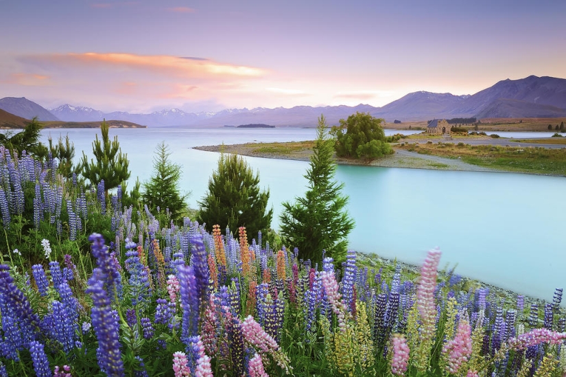Floración colorida del lupino en el lago Tekapo