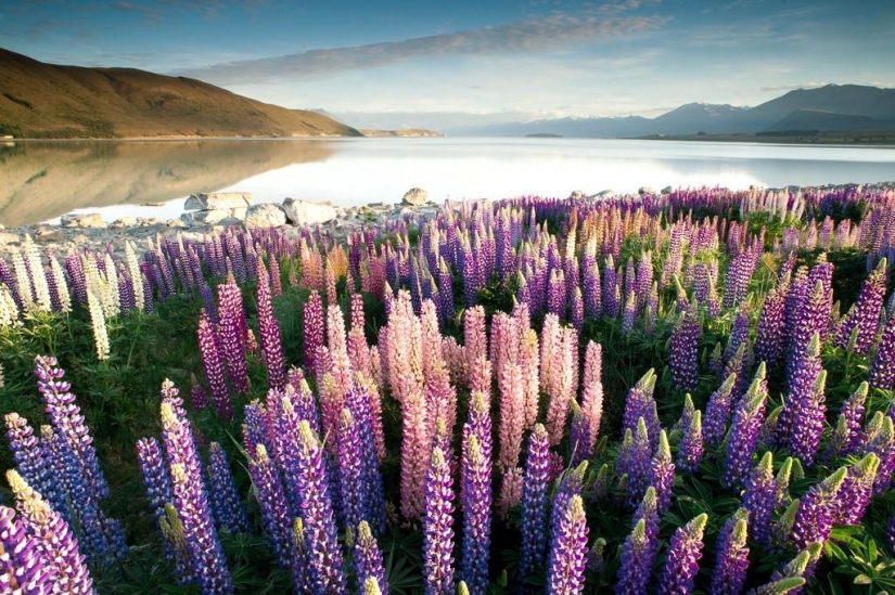 Floración colorida del lupino en el lago Tekapo
