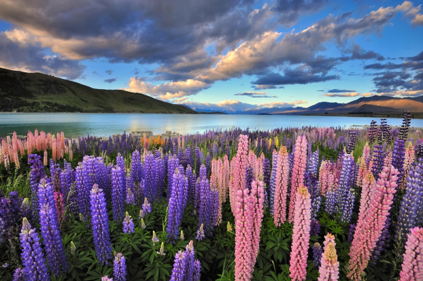 Floración colorida del lupino en el lago Tekapo