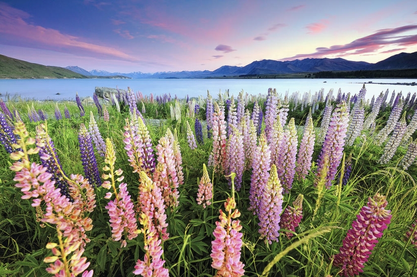 Floración colorida del lupino en el lago Tekapo