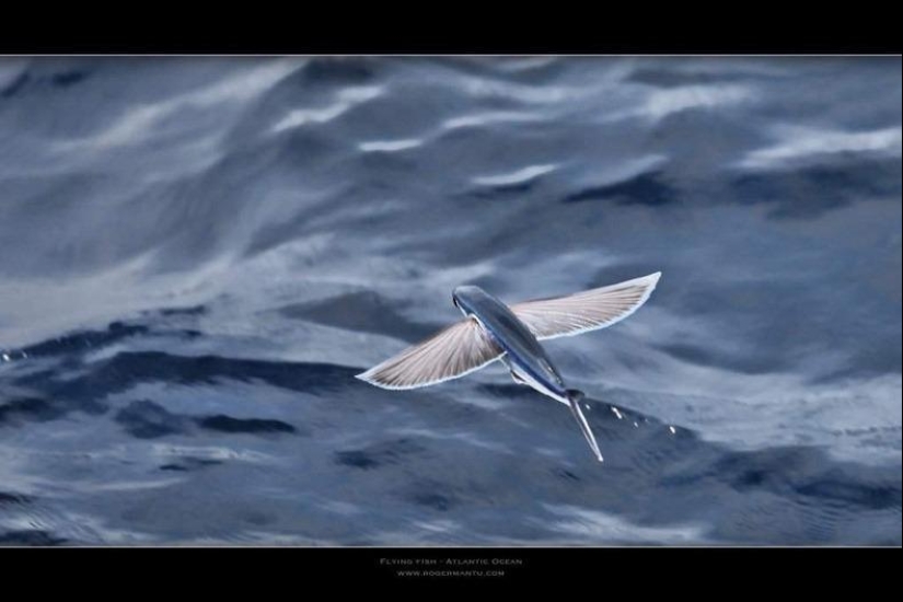 Flying fish Exocoetidae