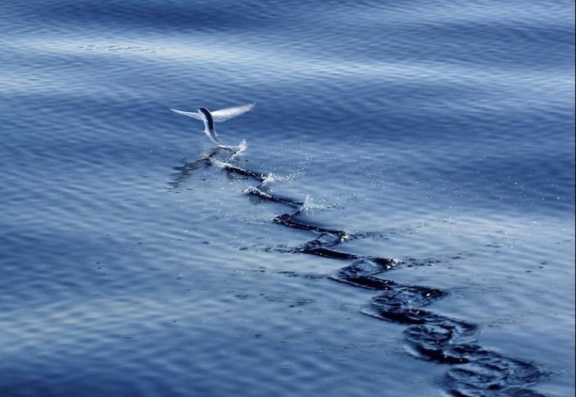 Flying fish Exocoetidae