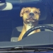 Folk ways to avoid fines: dangerous and harmless Folk ways to avoid fines: dangerous and harmless