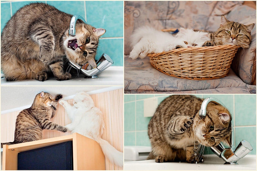 Fotógrafo y sus gatos Fotógrafo y sus gatos