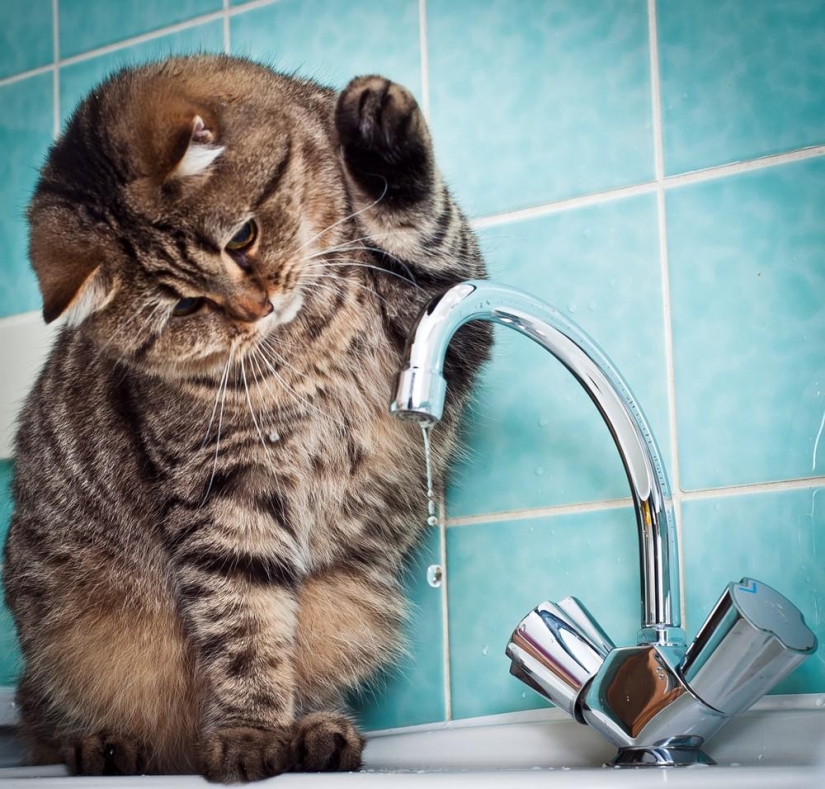 Fotógrafo y sus gatos Fotógrafo y sus gatos