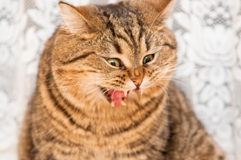 Fotógrafo y sus gatos Fotógrafo y sus gatos