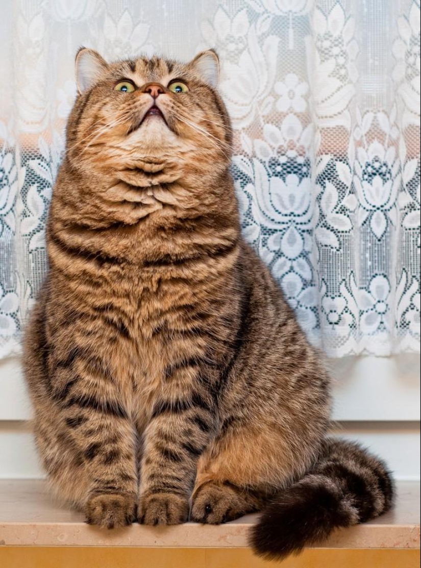 Fotógrafo y sus gatos Fotógrafo y sus gatos
