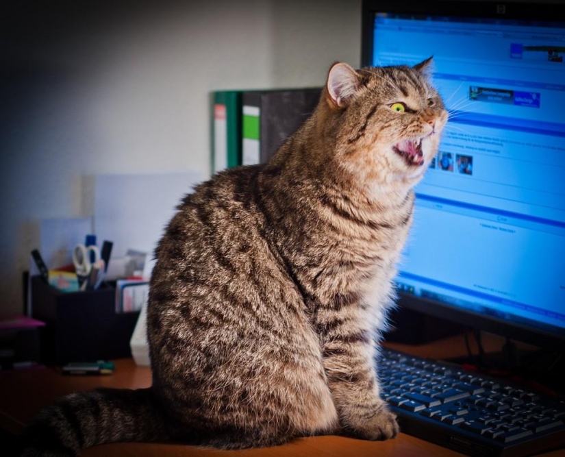 Fotógrafo y sus gatos Fotógrafo y sus gatos