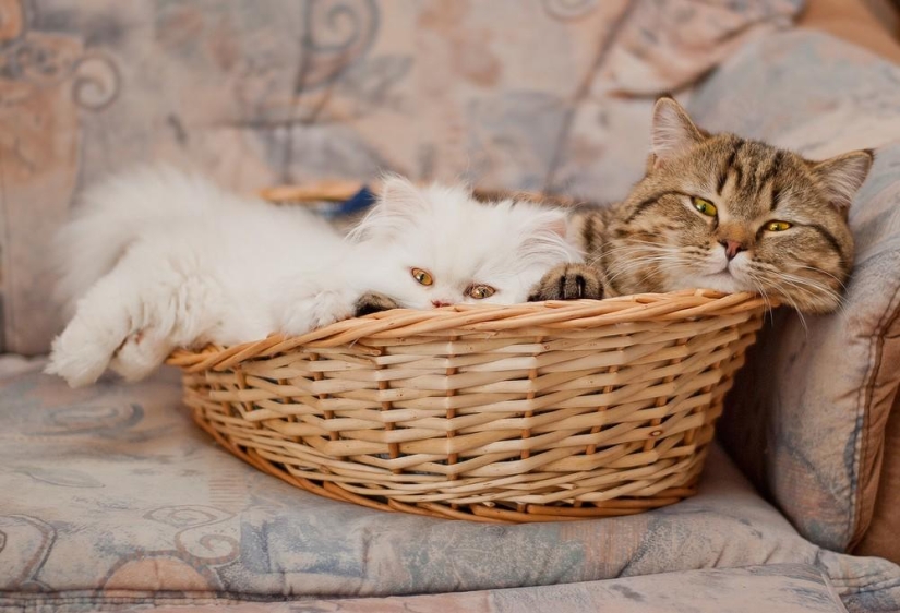 Fotógrafo y sus gatos Fotógrafo y sus gatos