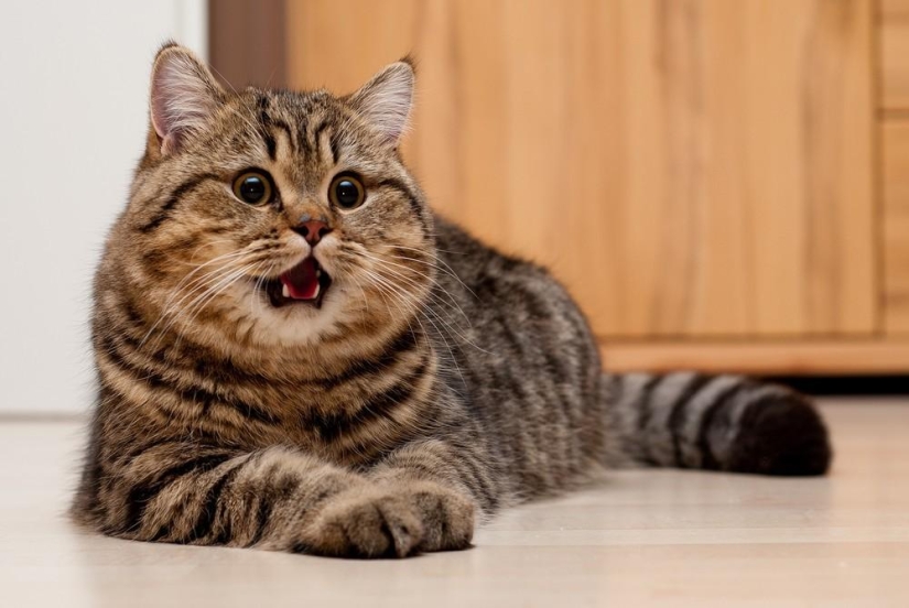 Fotógrafo y sus gatos Fotógrafo y sus gatos